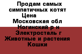 Продам самых симпатичных котят › Цена ­ 3 000 - Московская обл., Ногинский р-н, Электросталь г. Животные и растения » Кошки   
